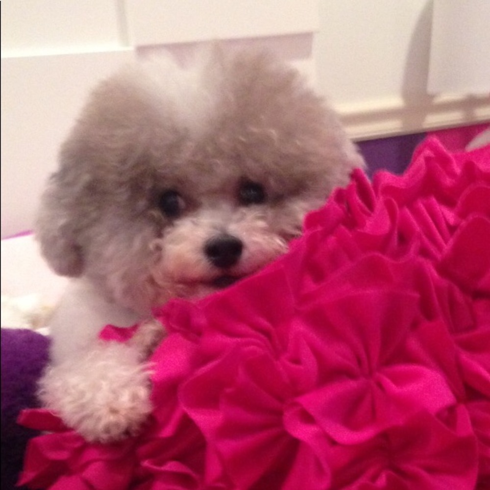 Meet your Posher, Debbie